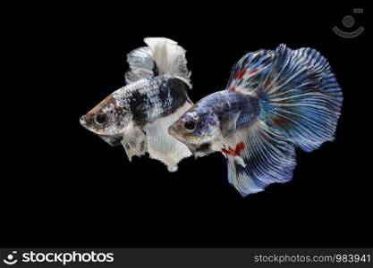 Siamese fighting fish,Betta splendens,blue fish, Blurred background, Halfmoon Betta.