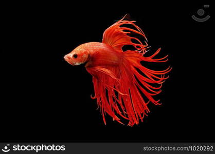 Siamese fighting fish, Betta splendens, colorful fish on a black background, Crowntail