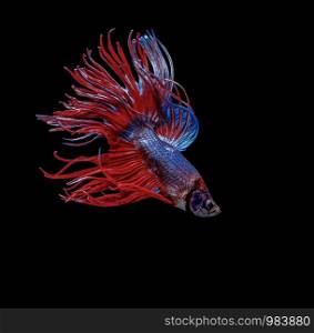 Siamese fighting fish, Betta splendens, colorful fish on a black background, Crowntail.