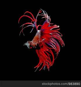 Siamese fighting fish, Betta splendens, colorful fish on a black background, Crowntail.