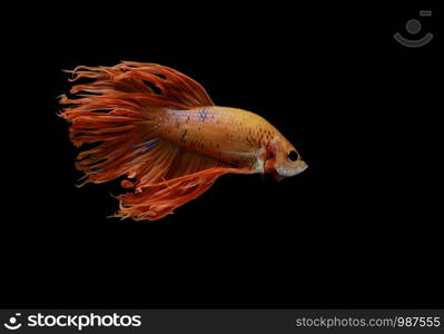 Siamese fighting fish, Betta splendens, colorful fish on a black background, Crowntail.