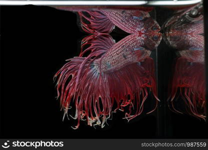 Siamese fighting fish, Betta splendens, colorful fish on a black background, Crowntail.