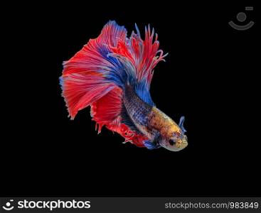 Siamese fighting fish, Betta splendens, colorful fish on a black background, Halfmoon Betta.