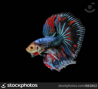 Siamese fighting fish, Betta splendens, colorful fish on a black background, Halfmoon Betta.