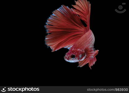 Siamese fighting fish, Betta splendens, colorful fish on a black background, Halfmoon Betta.