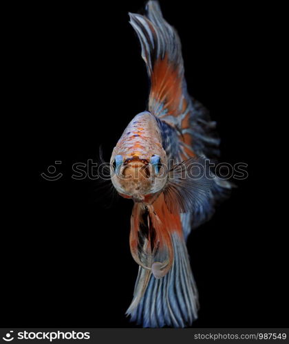 Siamese fighting fish, Betta splendens, colorful fish on a black background, Halfmoon Betta.