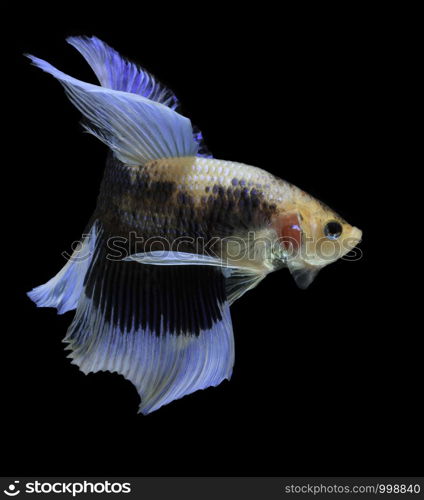 Siamese fighting fish, Betta splendens, colorful fish on a black background, Halfmoon Betta.