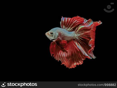 Siamese fighting fish, Betta splendens, colorful fish on a black background, Halfmoon Betta.