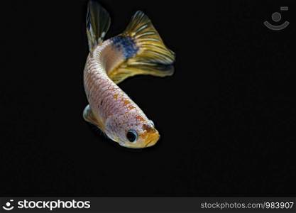 Siamese fighting fish, Betta splendens,yellew fish on a black background, Halfmoon Betta,