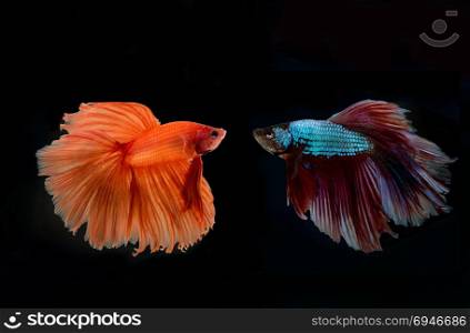 siamese fighting fish confronting