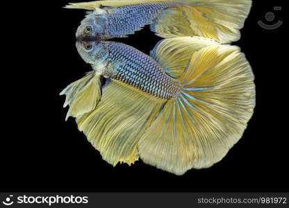 Siamese fighting fish fight yellow fish, Betta splendens, Betta fish, Halfmoon Betta.