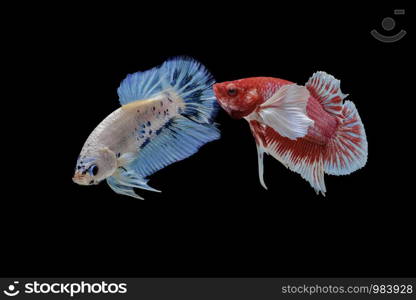 Siamese fighting fish, red fish, black background Betta splendens, Betta Fish, Halfmoon Betta.