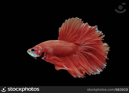 Siamese fighting fish, red fish, black background Betta splendens, Betta Fish, Halfmoon Betta.