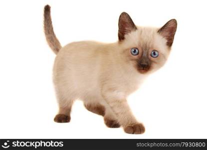 Siamese Kitten on White Looking at Camera
