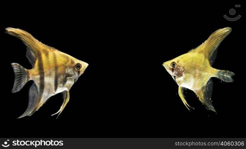 siamese yellow fighting betta fish mirrored