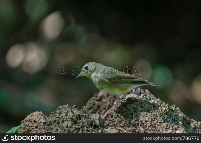 Siberian blue robin (Luscinia cyane) the beautiful blue bird standing in nature