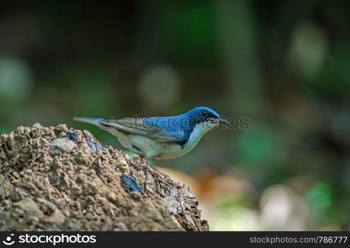 Siberian blue robin (Luscinia cyane) the beautiful blue bird standing in nature