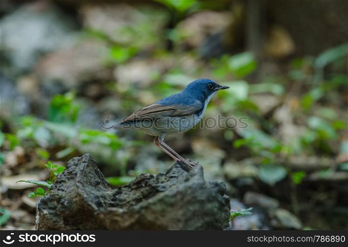 Siberian blue robin (Luscinia cyane) the beautiful blue bird standing in nature