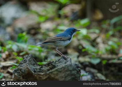 Siberian blue robin (Luscinia cyane) the beautiful blue bird standing in nature