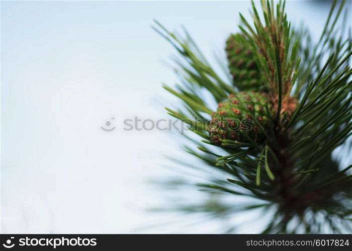 Siberian cedar branch with green cones closeup