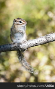 Siberian chipmunk standing on tree limb