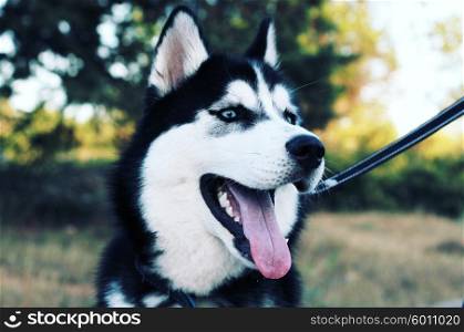 Siberian husky breed dog