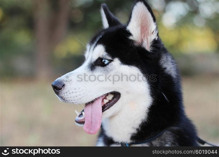 Siberian husky breed dog
