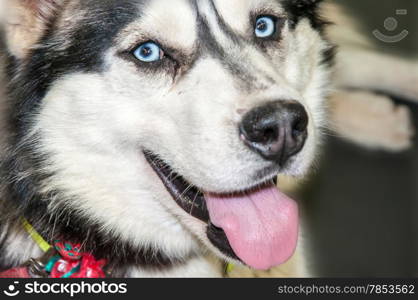 Siberian Husky dog breed, the factory is a specialized breed registered by the American kinologami in the 30 years of 20 century as a sled dog and received from the Aboriginal dogs from Russian Far East