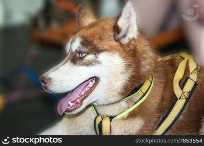 Siberian Husky dog breed, the factory is a specialized breed registered by the American kinologami in the 30 years of 20 century as a sled dog and received from the Aboriginal dogs from Russian Far East