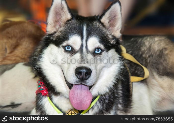 Siberian Husky dog breed, the factory is a specialized breed registered by the American kinologami in the 30 years of 20 century as a sled dog and received from the Aboriginal dogs from Russian Far East