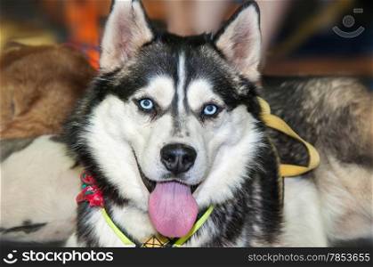 Siberian Husky dog breed, the factory is a specialized breed registered by the American kinologami in the 30 years of 20 century as a sled dog and received from the Aboriginal dogs from Russian Far East