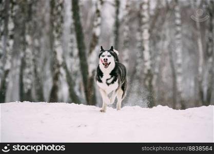 Siberian Husky Dog Funny Running Outdoor In Snowy Forest At Winter Day.