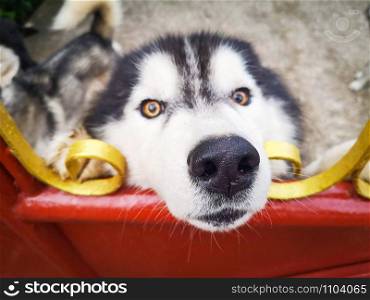 Siberian Husky dog in fence / sad dog animal pet , selective focus