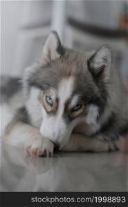 Siberian husky dog ??looks cute