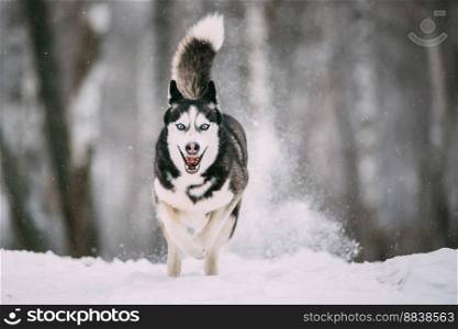 Siberian Husky Dog Running Outdoor In Snowy Field At Winter Day. Smiling Dog.