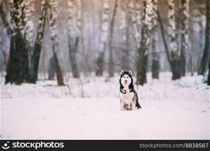 Siberian Husky Dog Sitting Outdoor In Snowy Field At Winter Day.