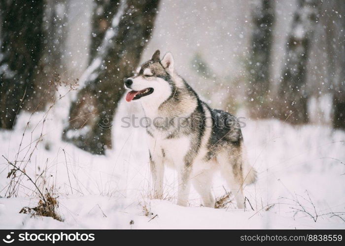Siberian Husky Dog Walking Outdoor In Snowy Field At Winter Day.