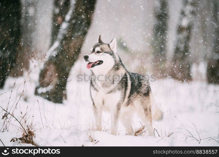 Siberian Husky Dog Walking Outdoor In Snowy Park At Winter Day.