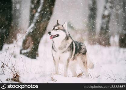 Siberian Husky Dog Walking Outdoor In Snowy Park At Winter Day.