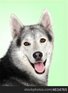 Siberian Husky isolated on a over green background