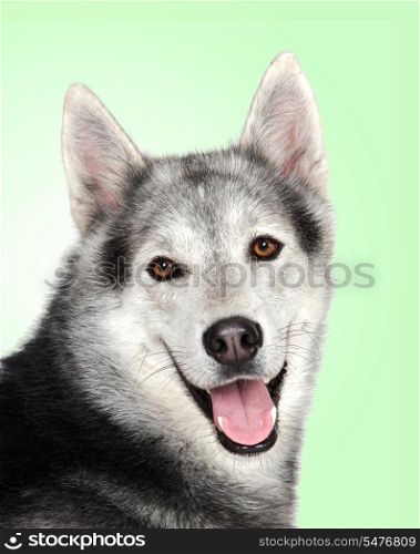 Siberian Husky isolated on a over green background