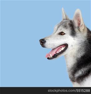 Siberian Husky on a over blue background