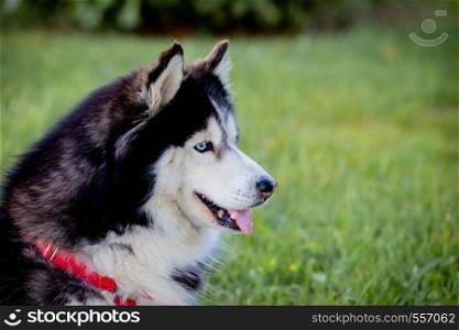 Siberian Husky on the grass in a park
