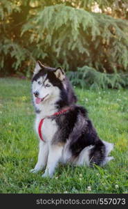 Siberian Husky on the grass in a park