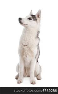 Siberian Husky puppy. Siberian Husky puppy in front of a white background