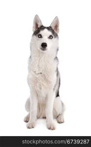 Siberian Husky puppy. Siberian Husky puppy in front of a white background