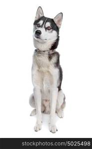 Siberian Husky. Siberian Husky in front of a white background