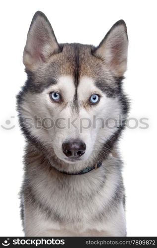 Siberian Husky. Siberian Husky in front of a white background