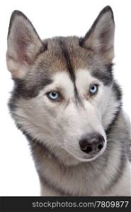 Siberian Husky. Siberian Husky in front of a white background
