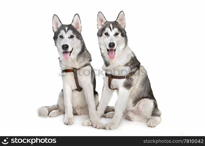 siberian husky. two siberian husky puppies in front of a white background